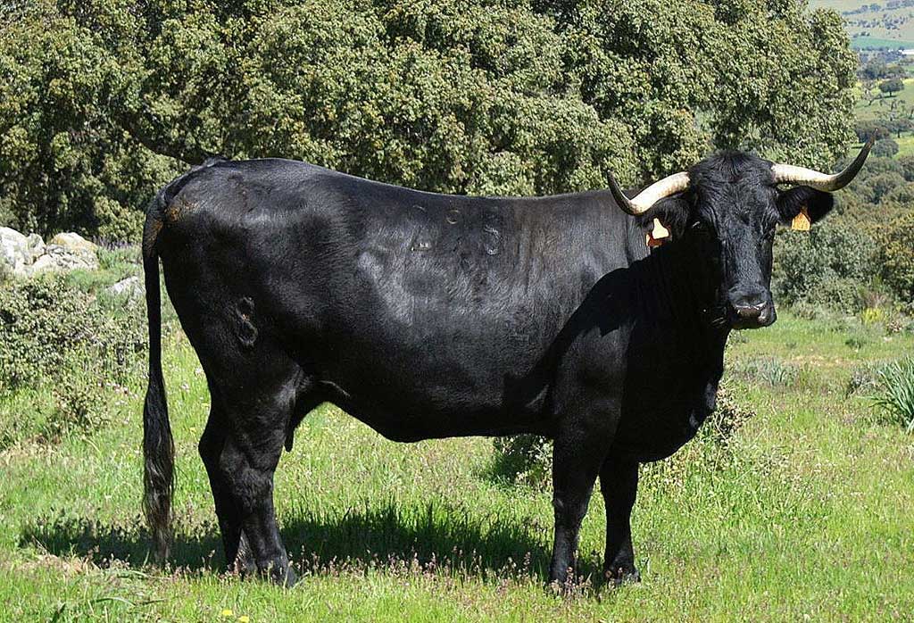 comprar vaca morucha