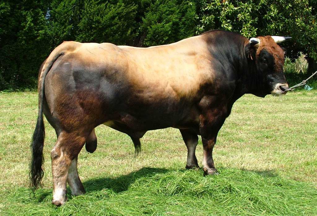 comprar vaca asturiana