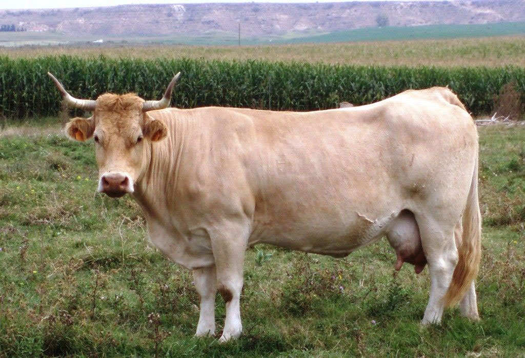 Ganado bovino en zona de montaña