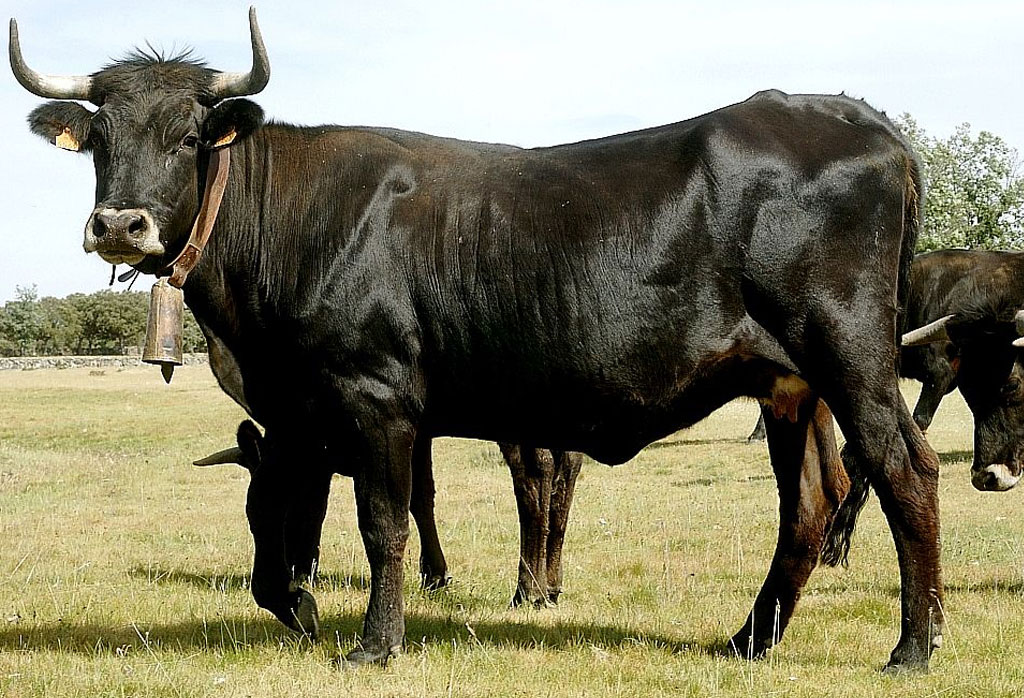 Vaca Sayaguesa Vacapop