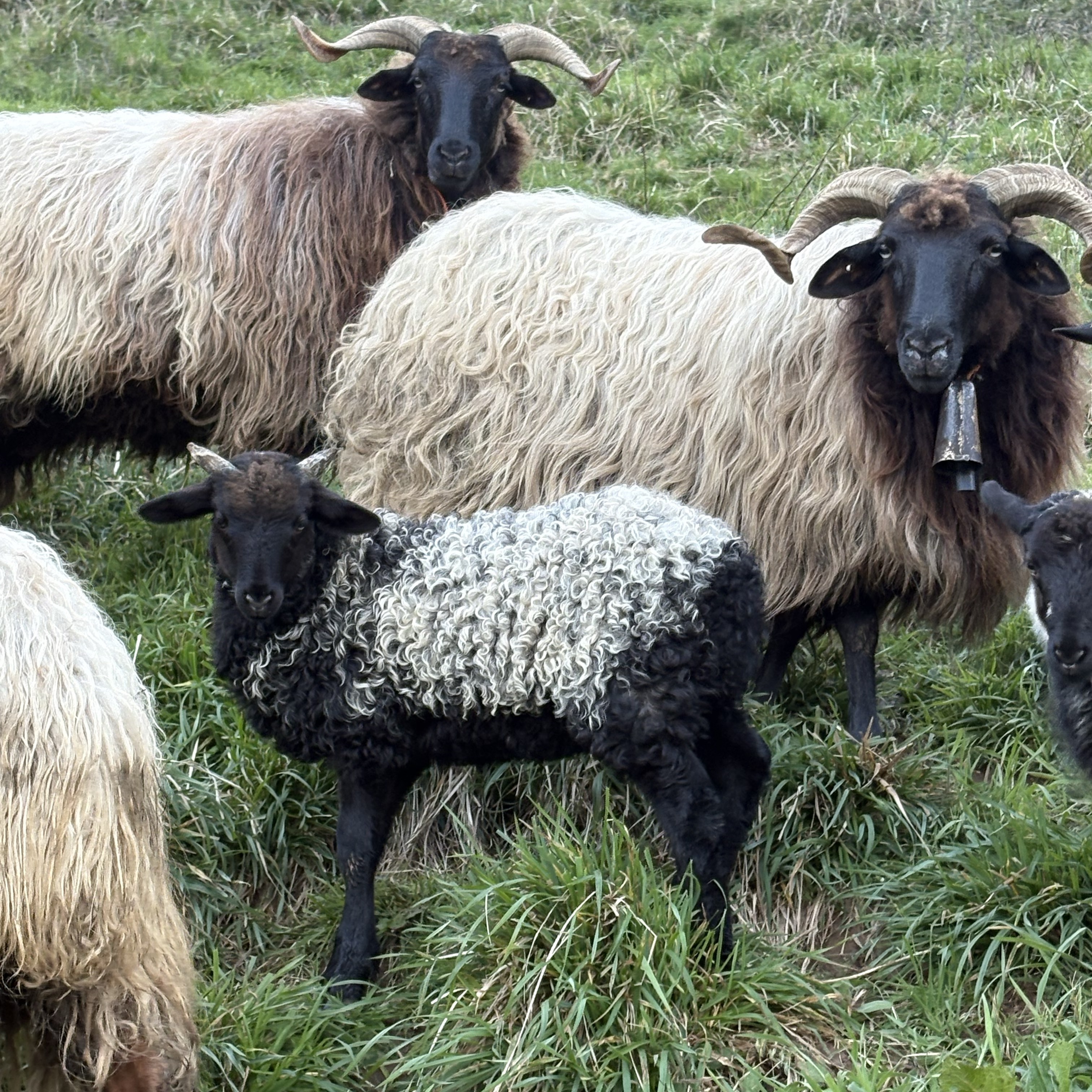 Corderos latxos  - imagen 1