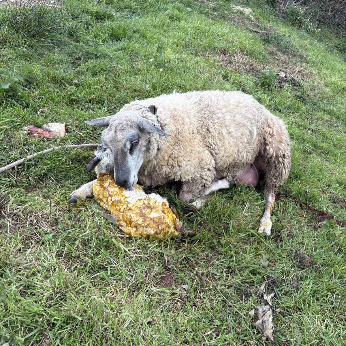 3 ovejas paridas - imagen 1