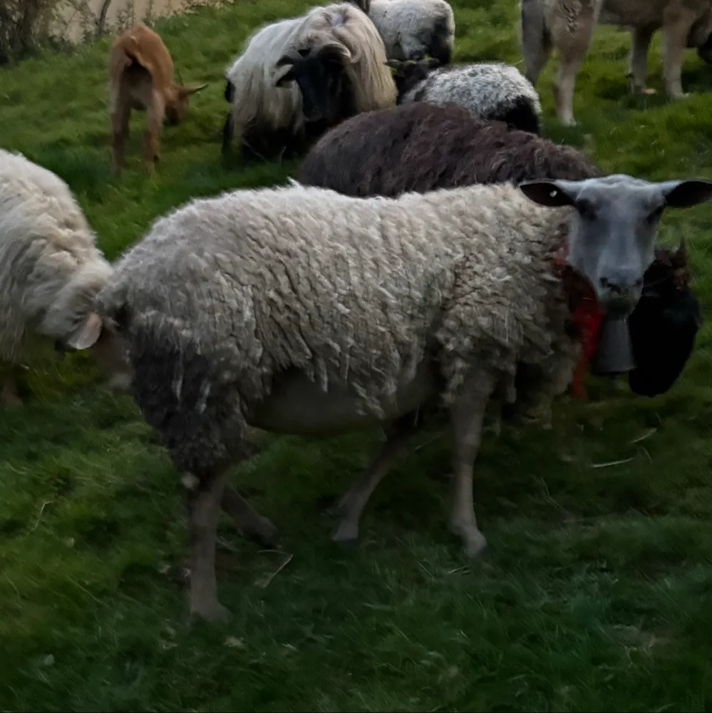 2 ovejas paridas - imagen 1