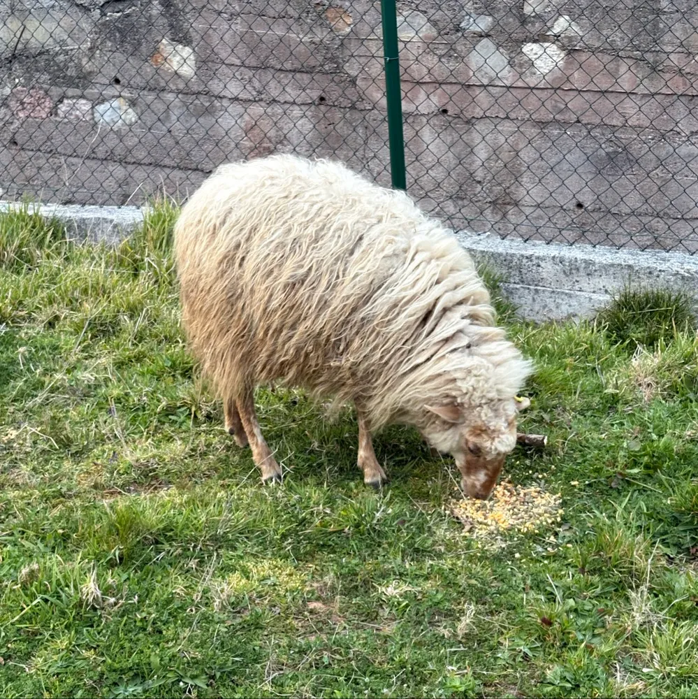 Se venden 2 corderas  - imagen 1