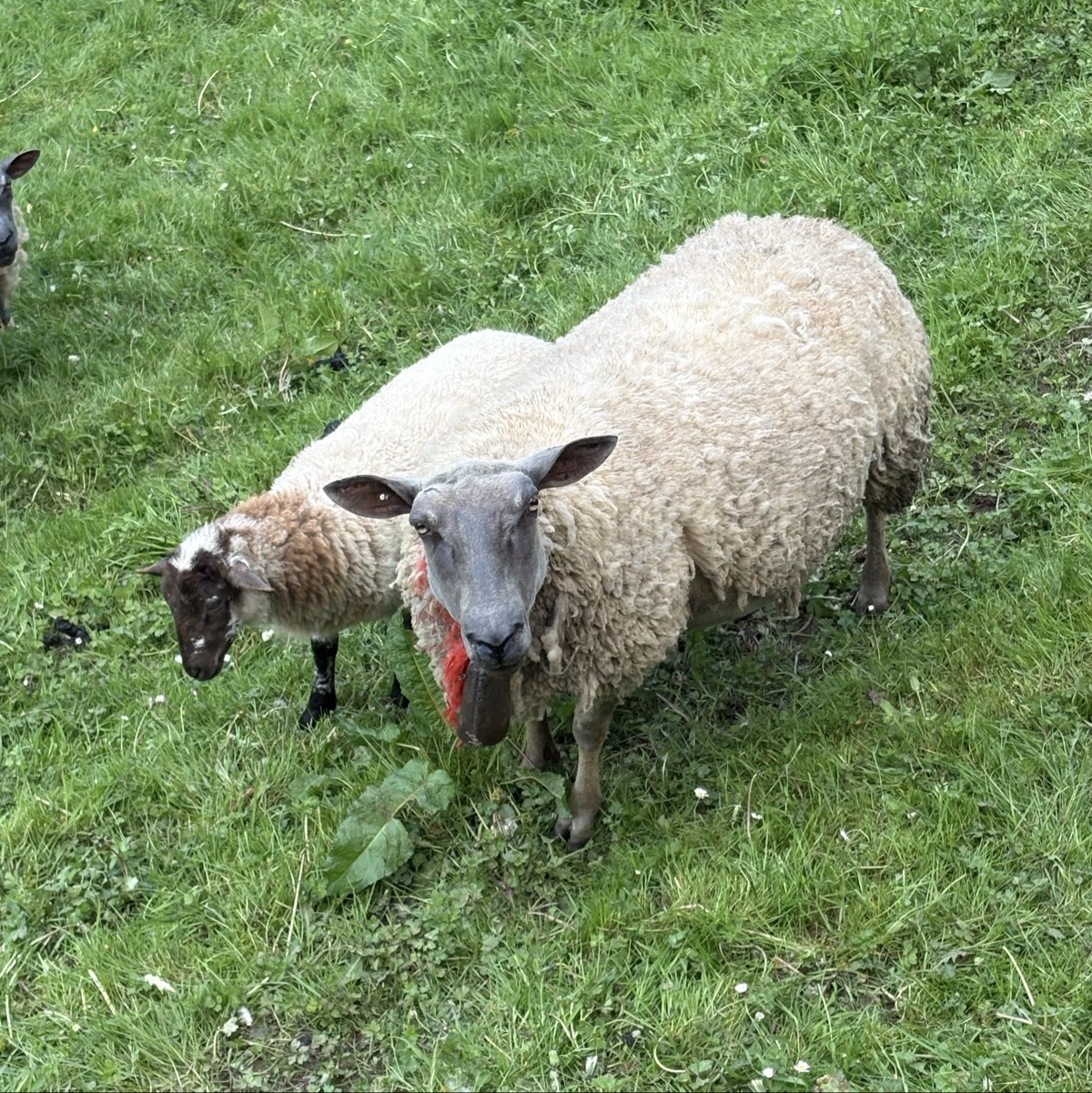 Oveja parida - imagen 1