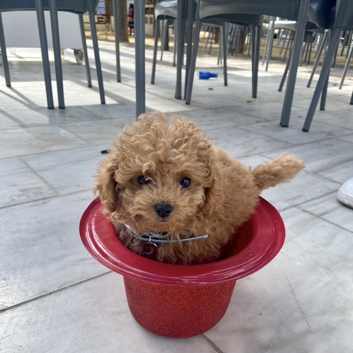 Caniche toy capricot  - imagen 1