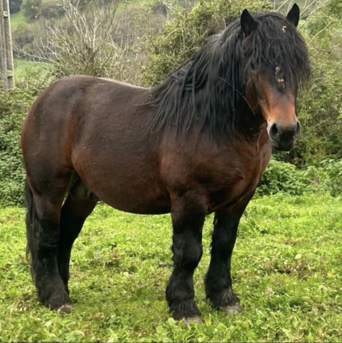 Se vende caballo - imagen 1
