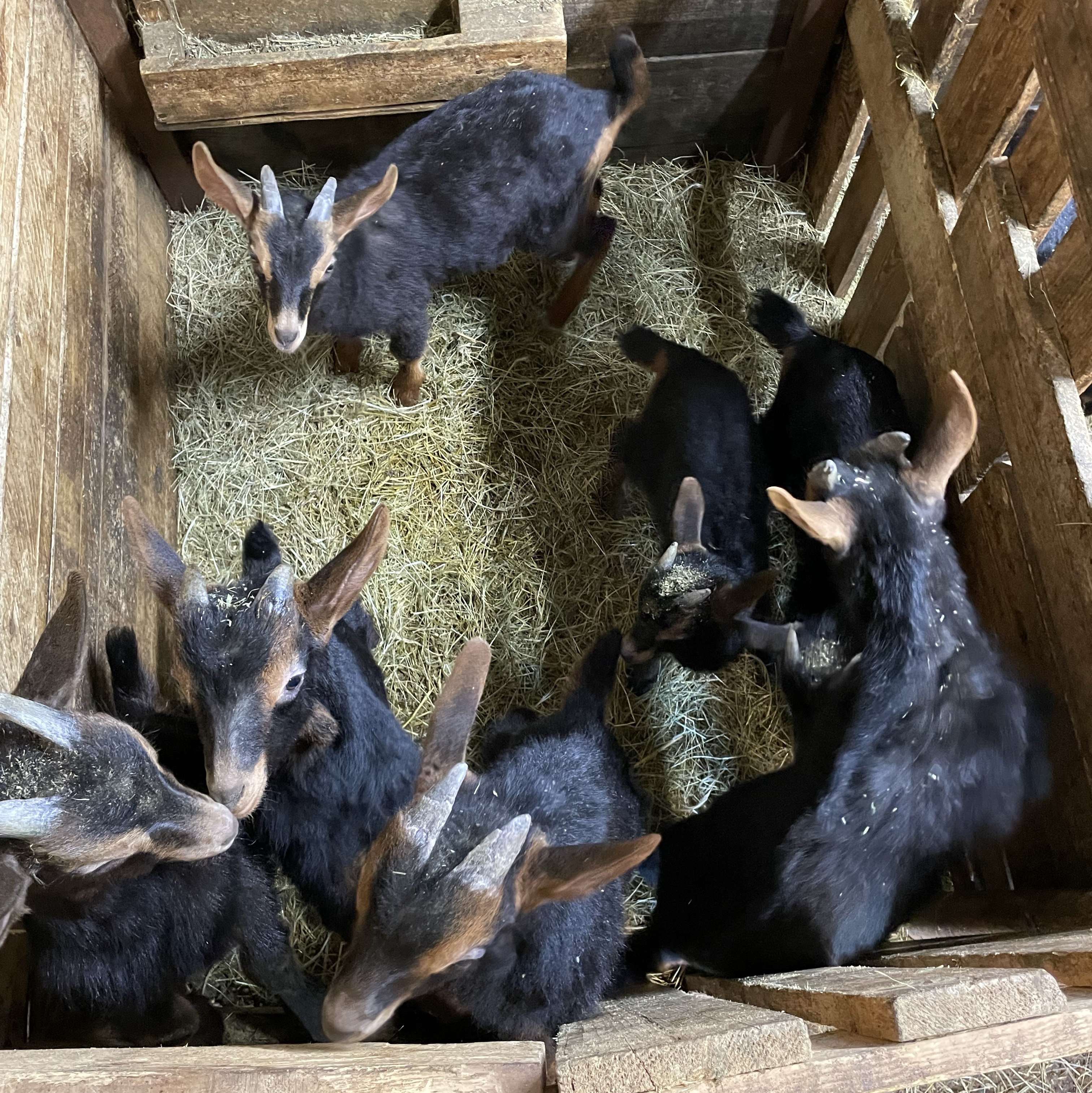 Cabritos/as - imagen 1