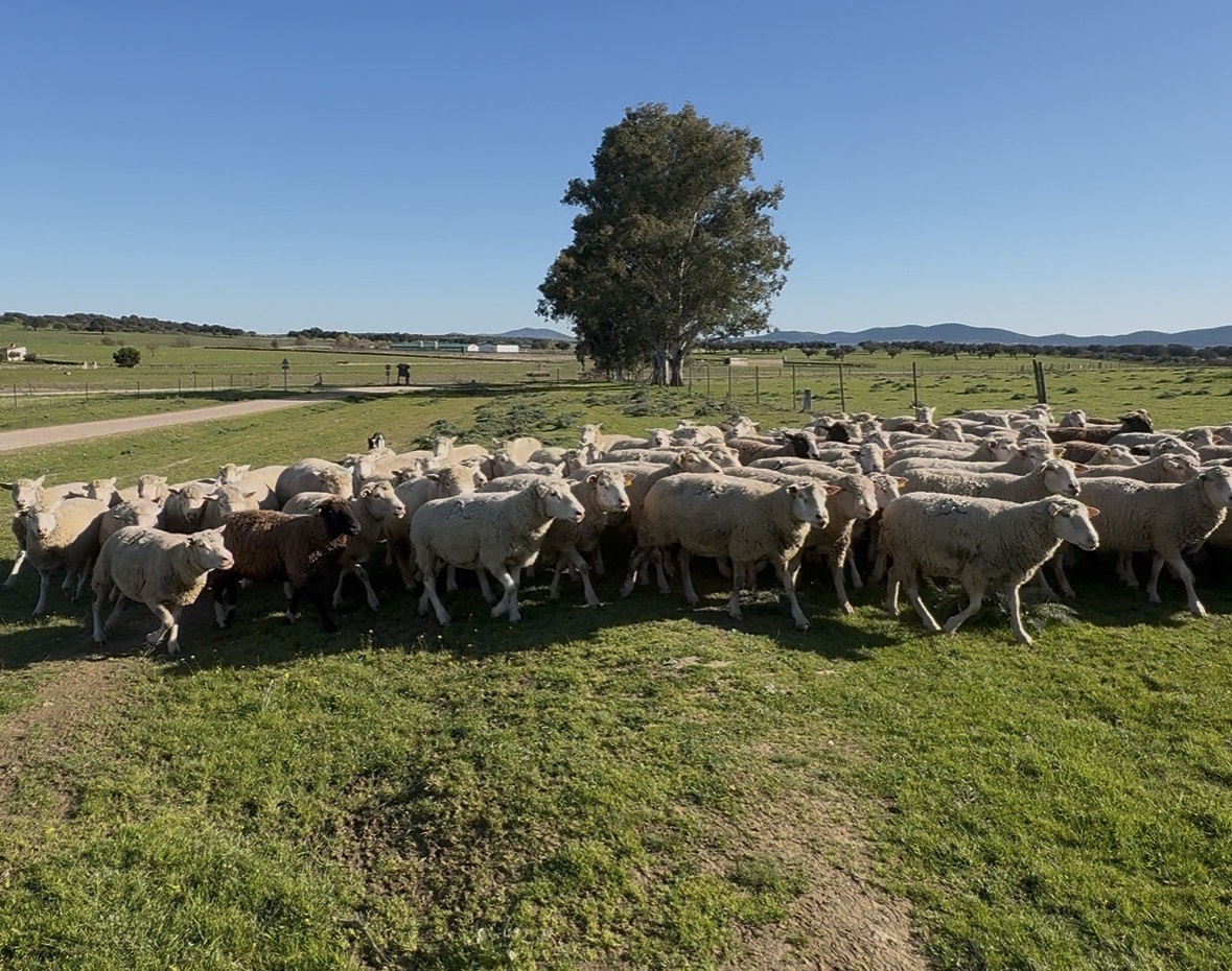 120 ovejas merina x ile de france - imagen 1