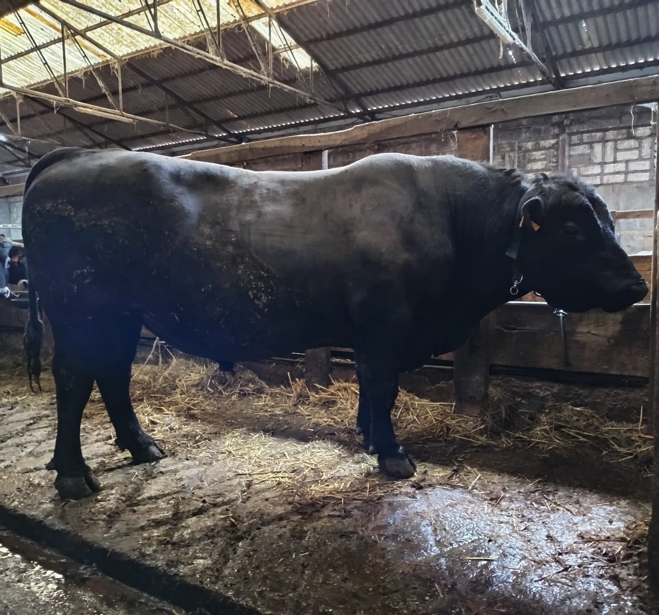 En venta toro black angus  - imagen 1