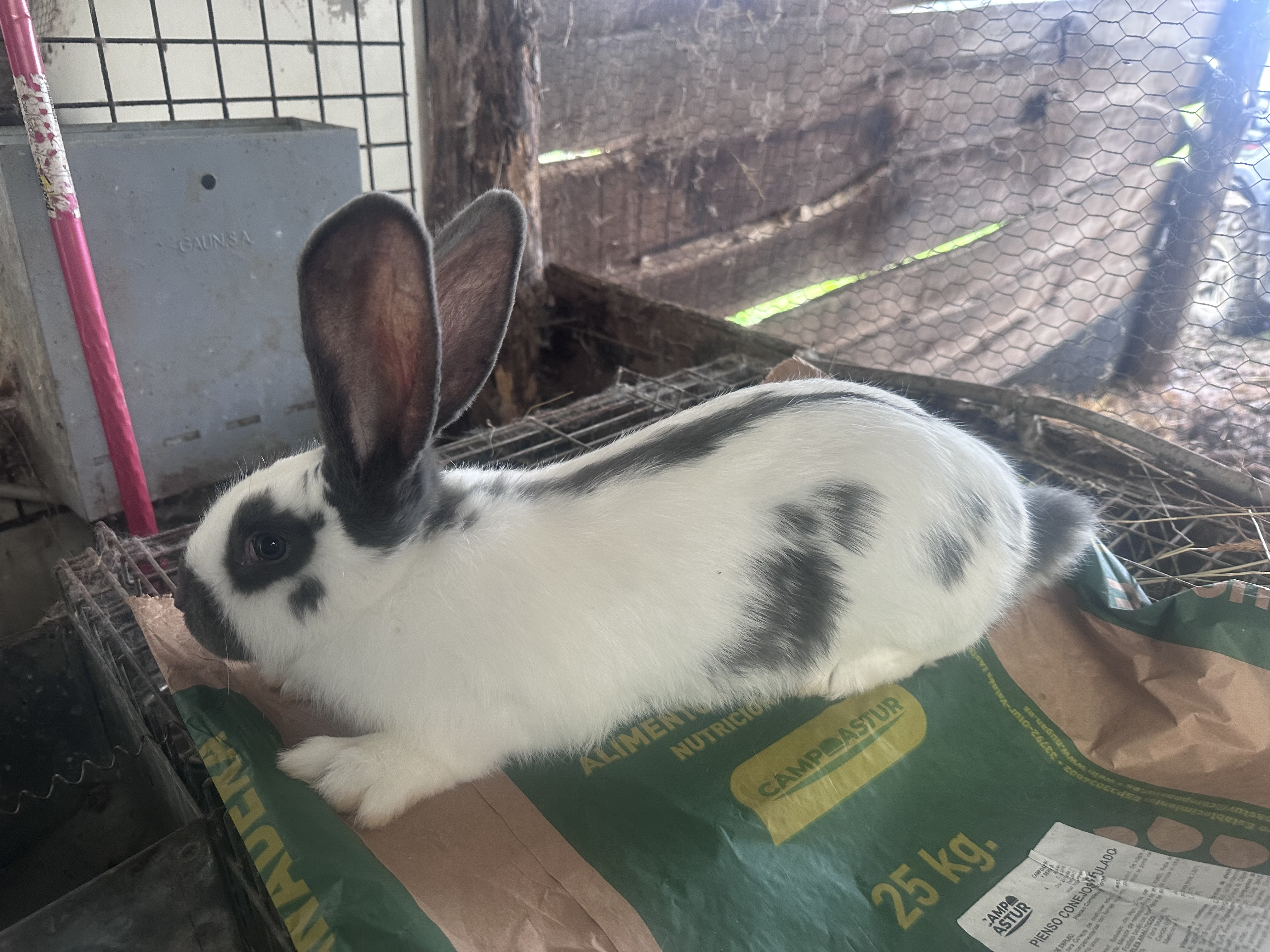 Conejos gigante mariposa - imagen 1