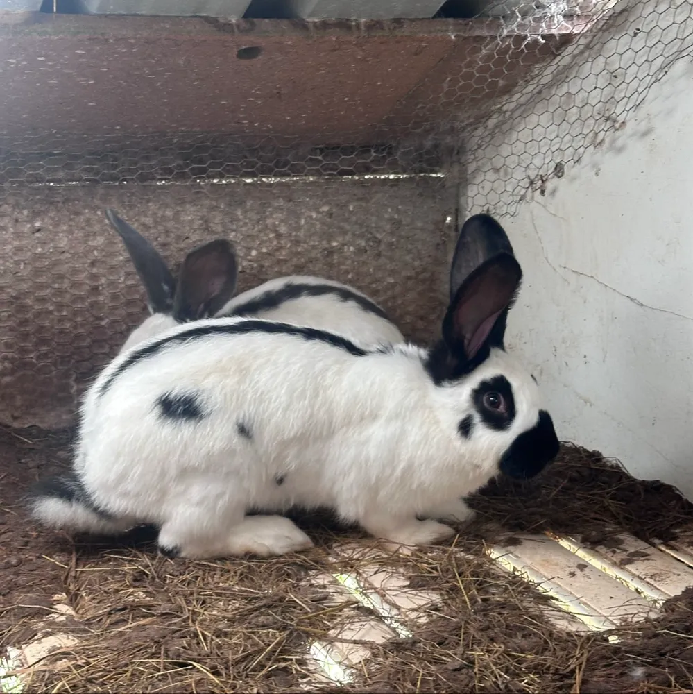 Gigante mariposa - imagen 1