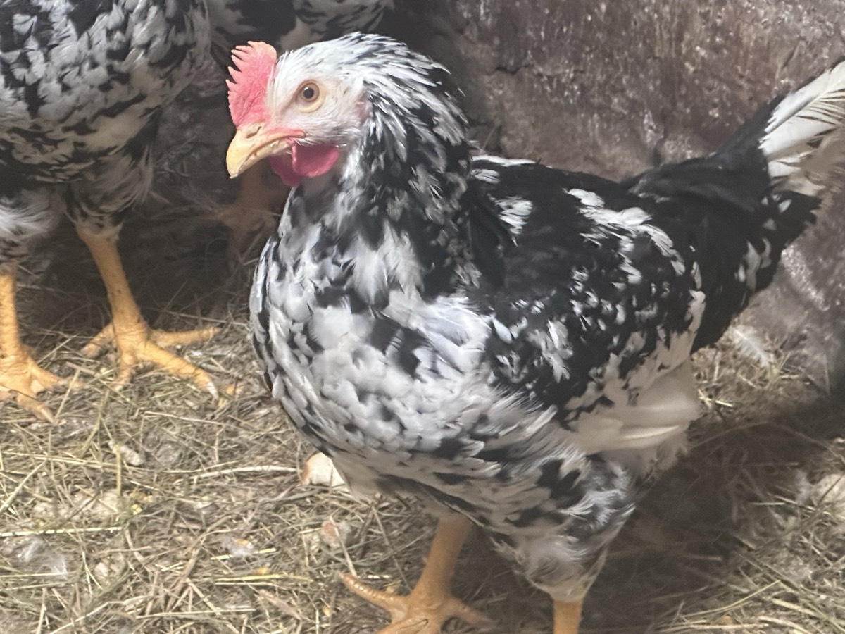 Machos Pita pinta - imagen 1