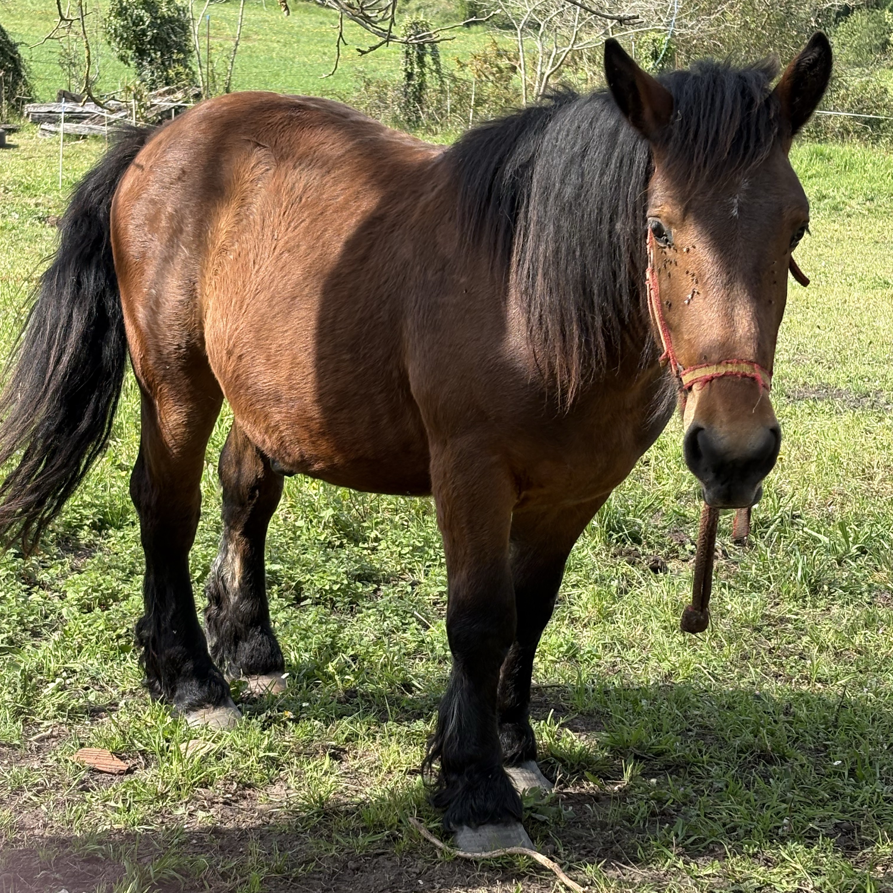 POTRO DE 2 AÑOS MONTANDO (Vendo o cambio ) - imagen 1