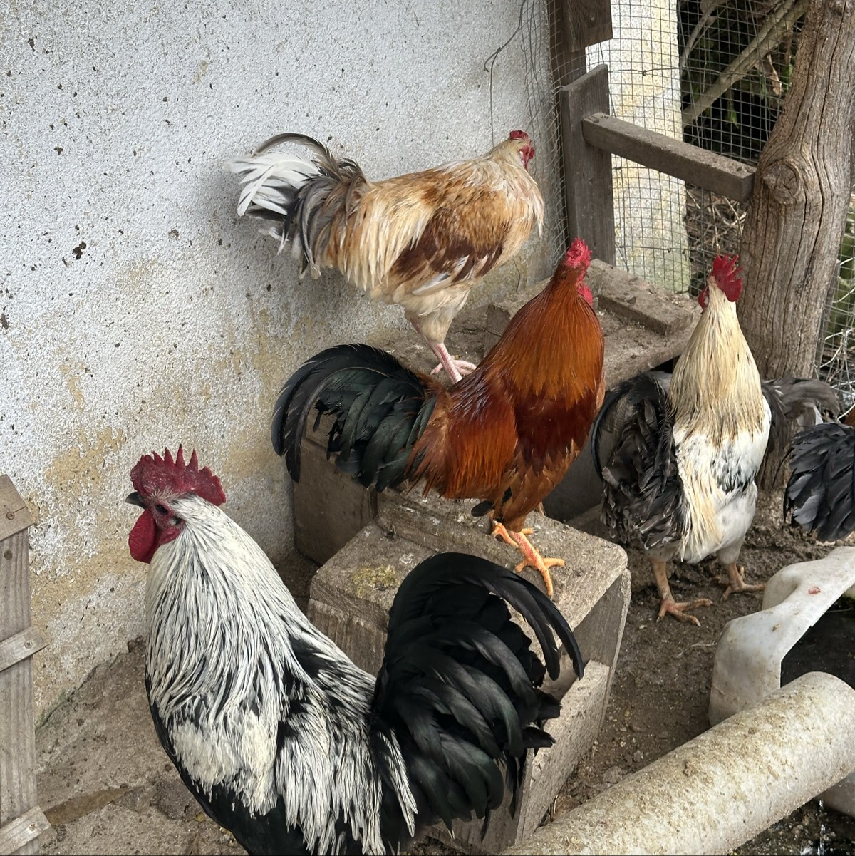 Se venden o se cambian gallos  - imagen 1