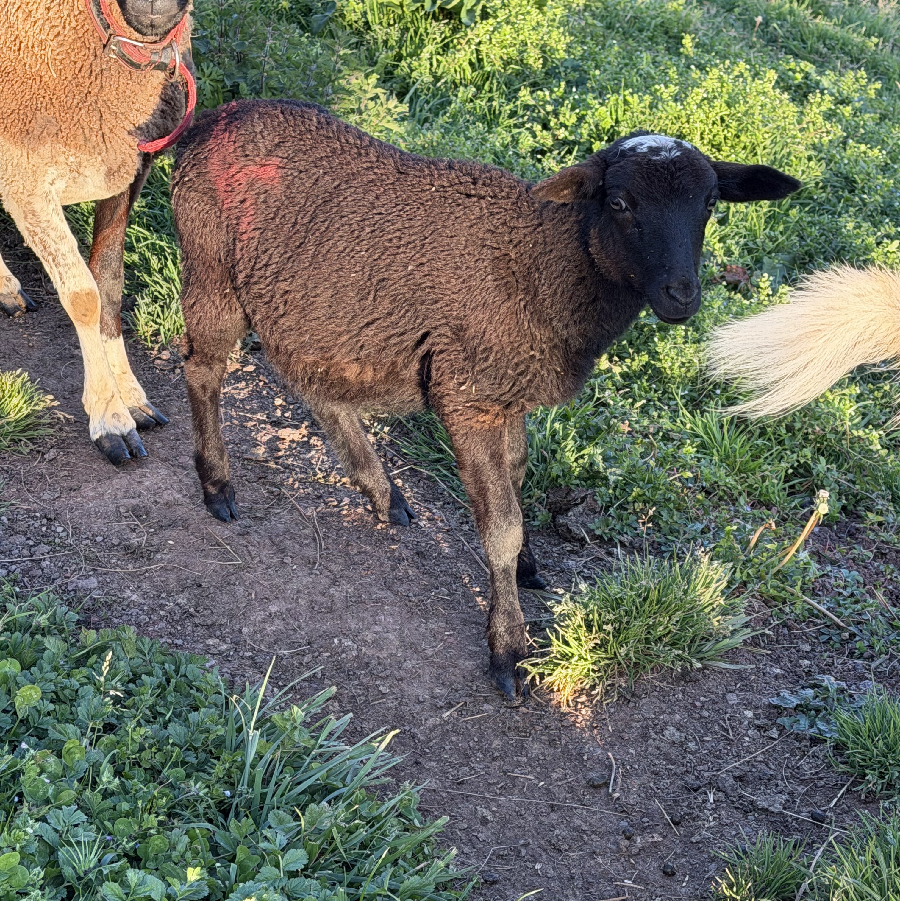 Cordero Dorper - imagen 1