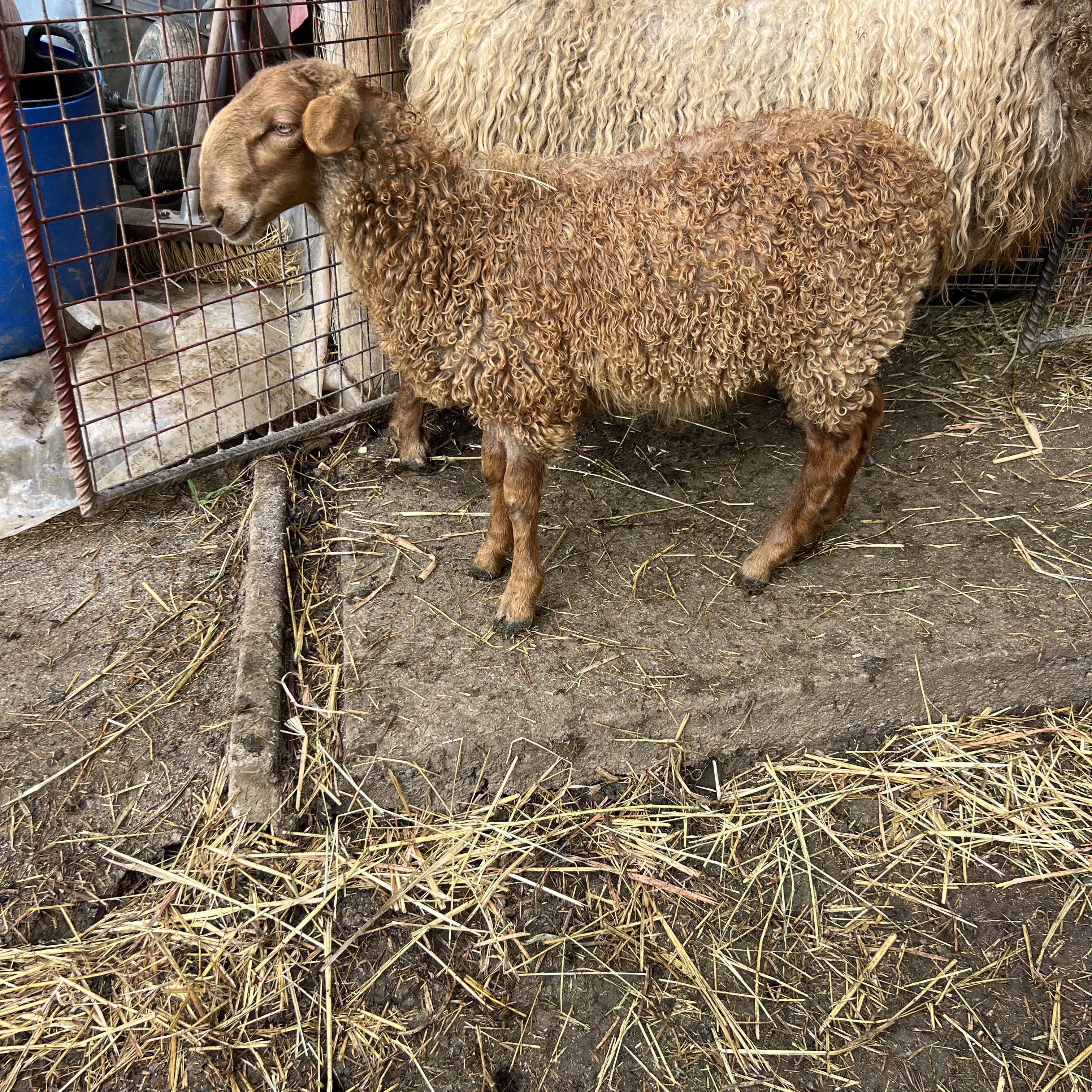 Se vende cordera Carranzana  - imagen 1