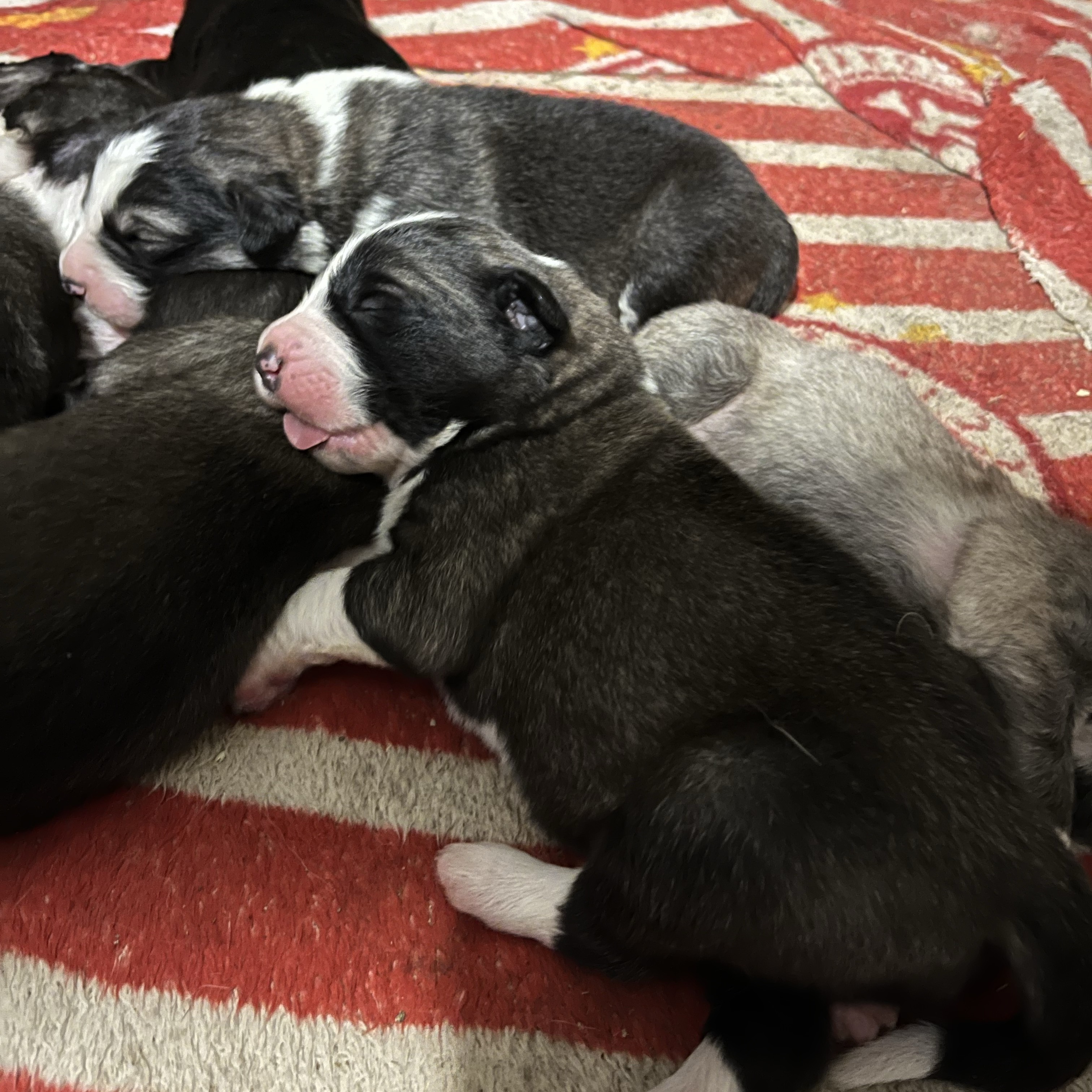 Cruce de pastor de Caucaso - imagen 1