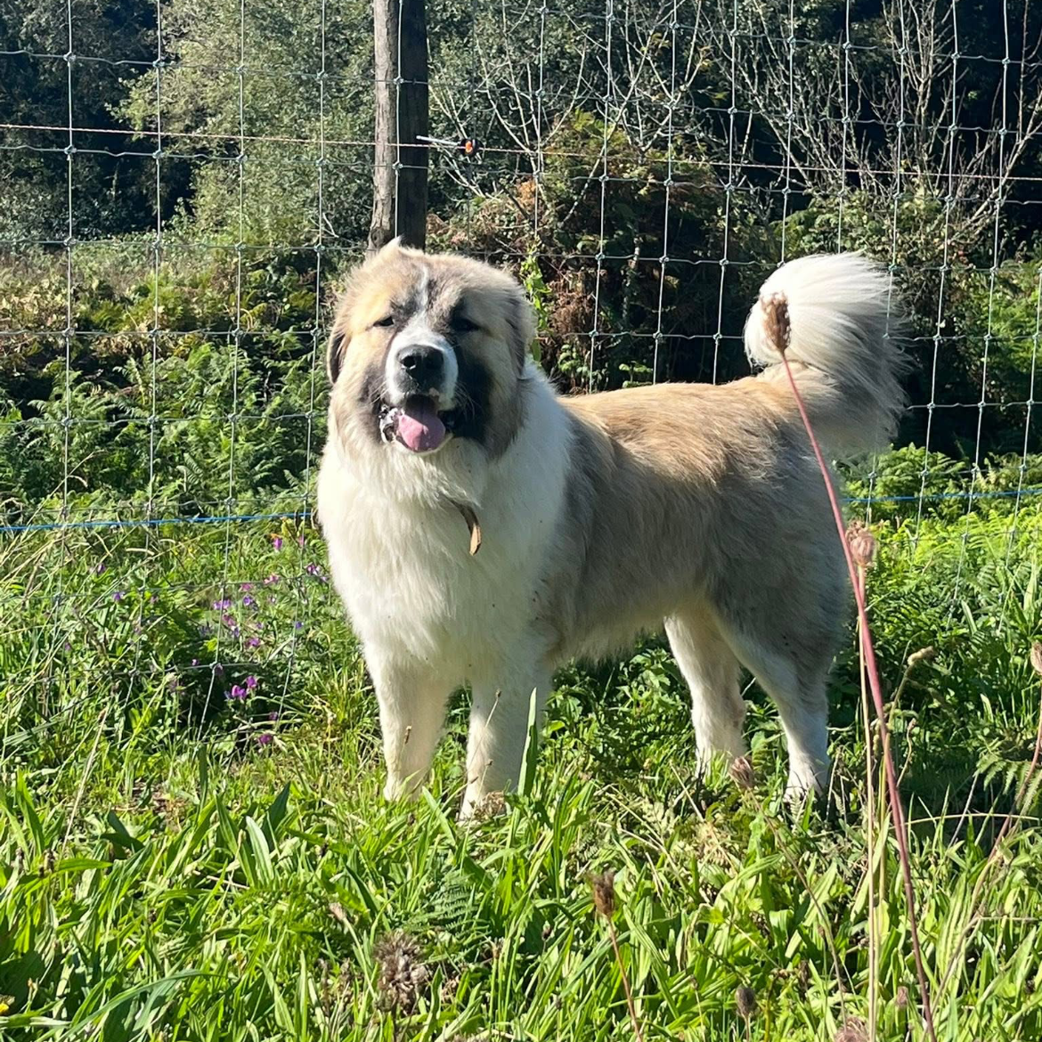 Pastor de Caucaso para montas 