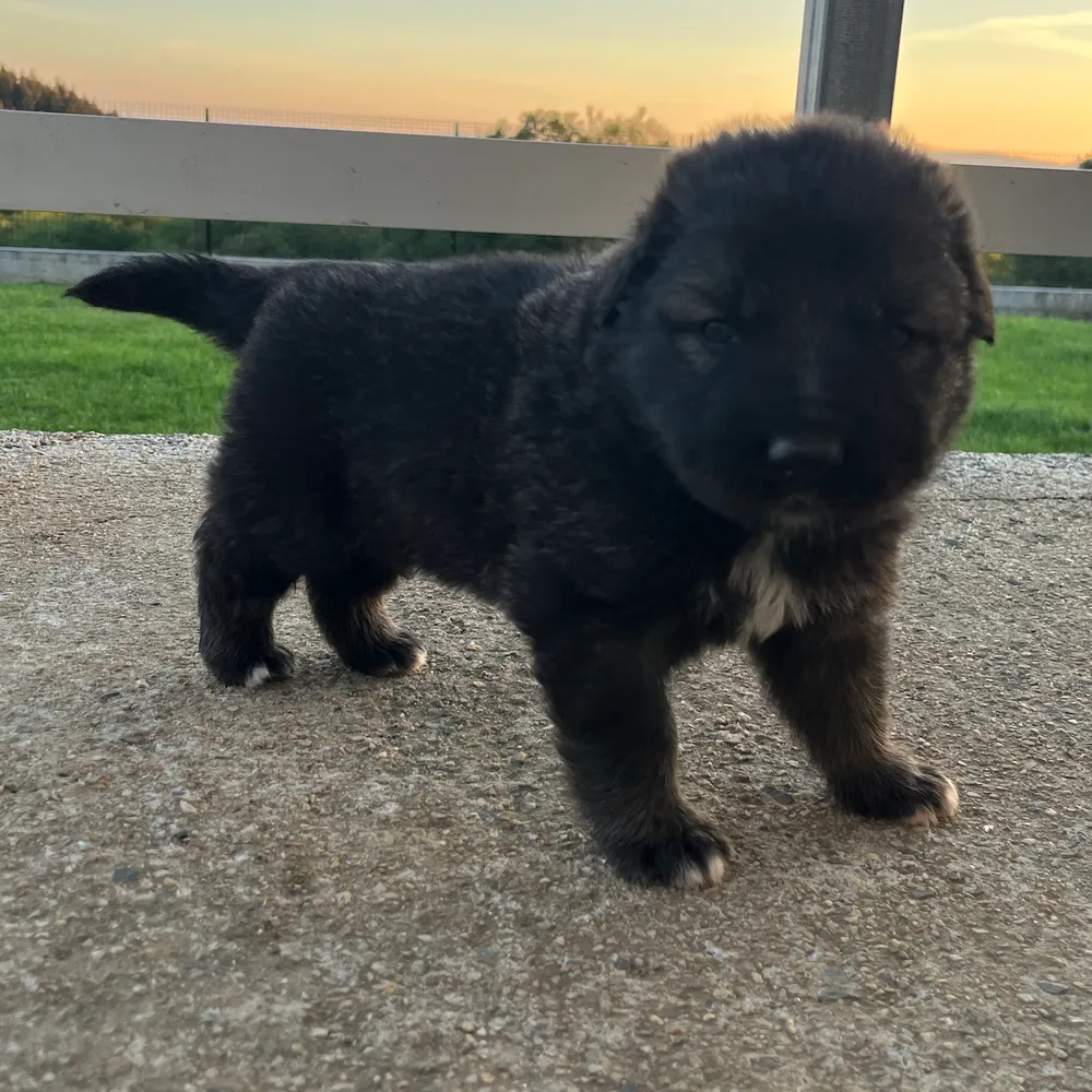 Camada cruce pastor de Caucaso 75% - imagen 1