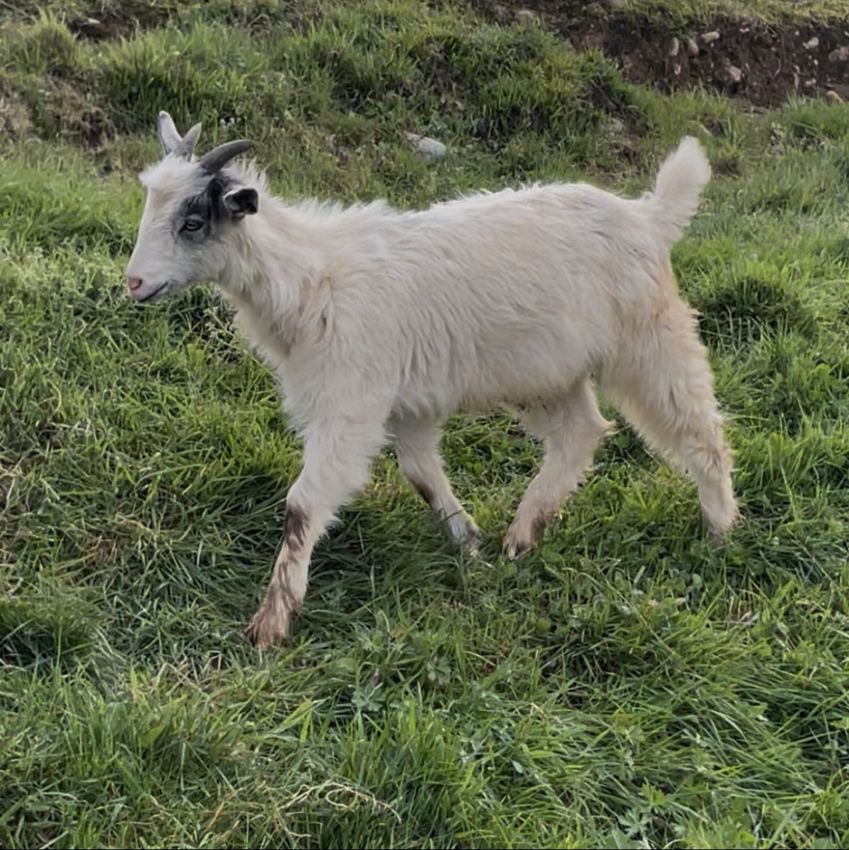 Cabrito, castron - imagen 1