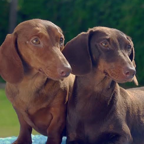 Teckel cachorros - imagen 1