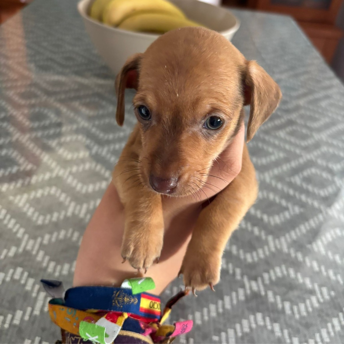 Teckel kanichen  - imagen 1