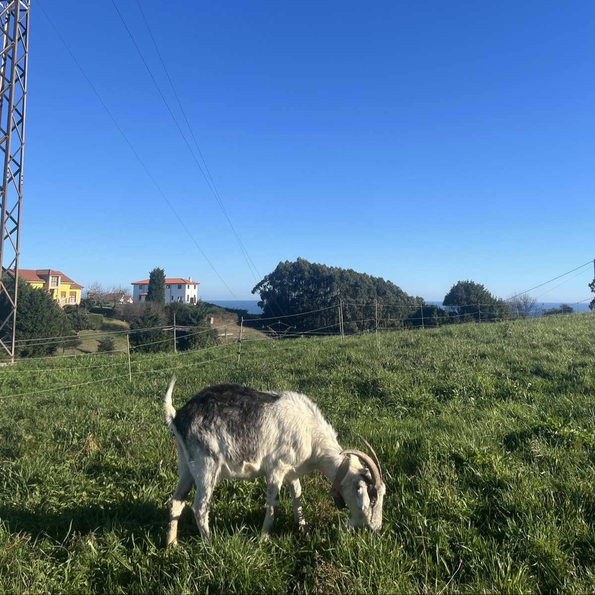 Cabra mantrina  - imagen 1