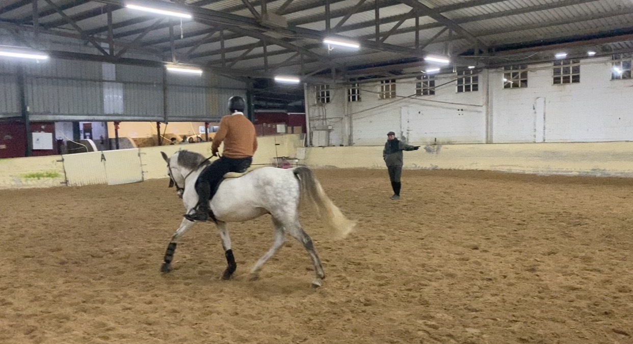 Anglo-arabe  - imagen 1