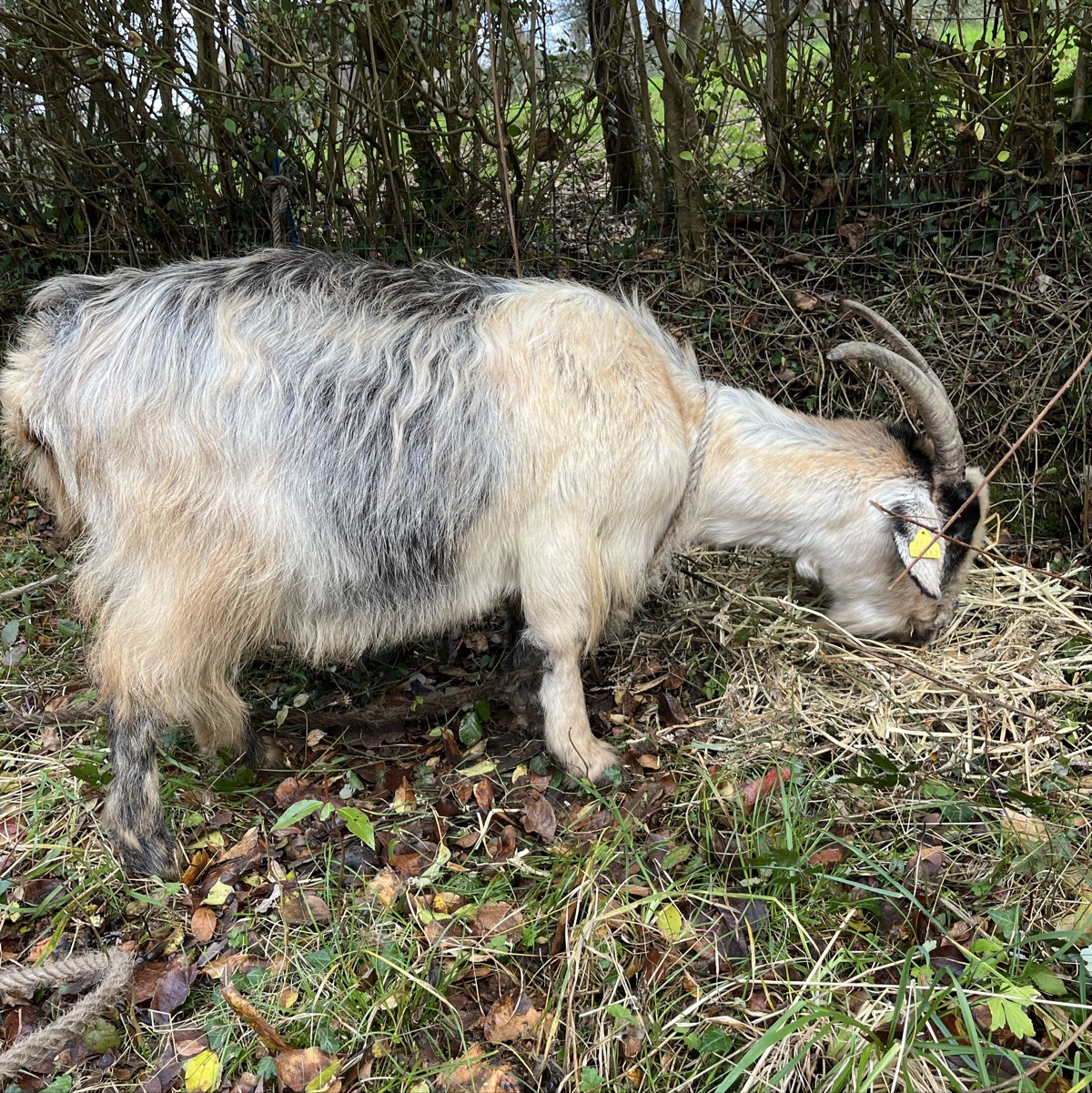 Se vende cabra de carne - imagen 1