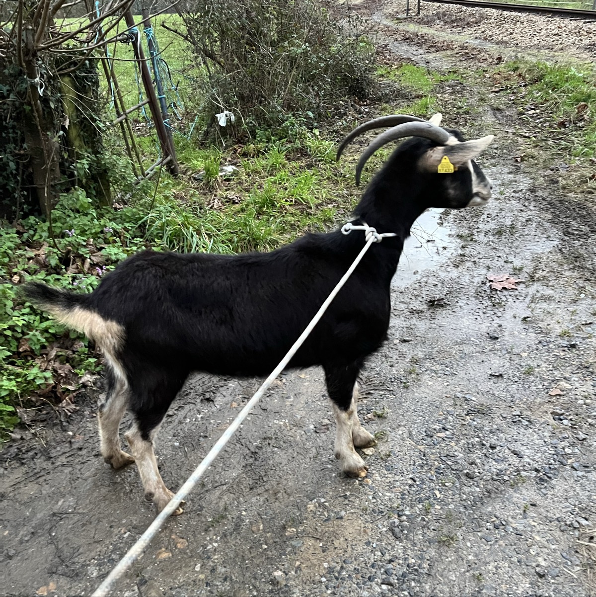 Se vende  - imagen 1