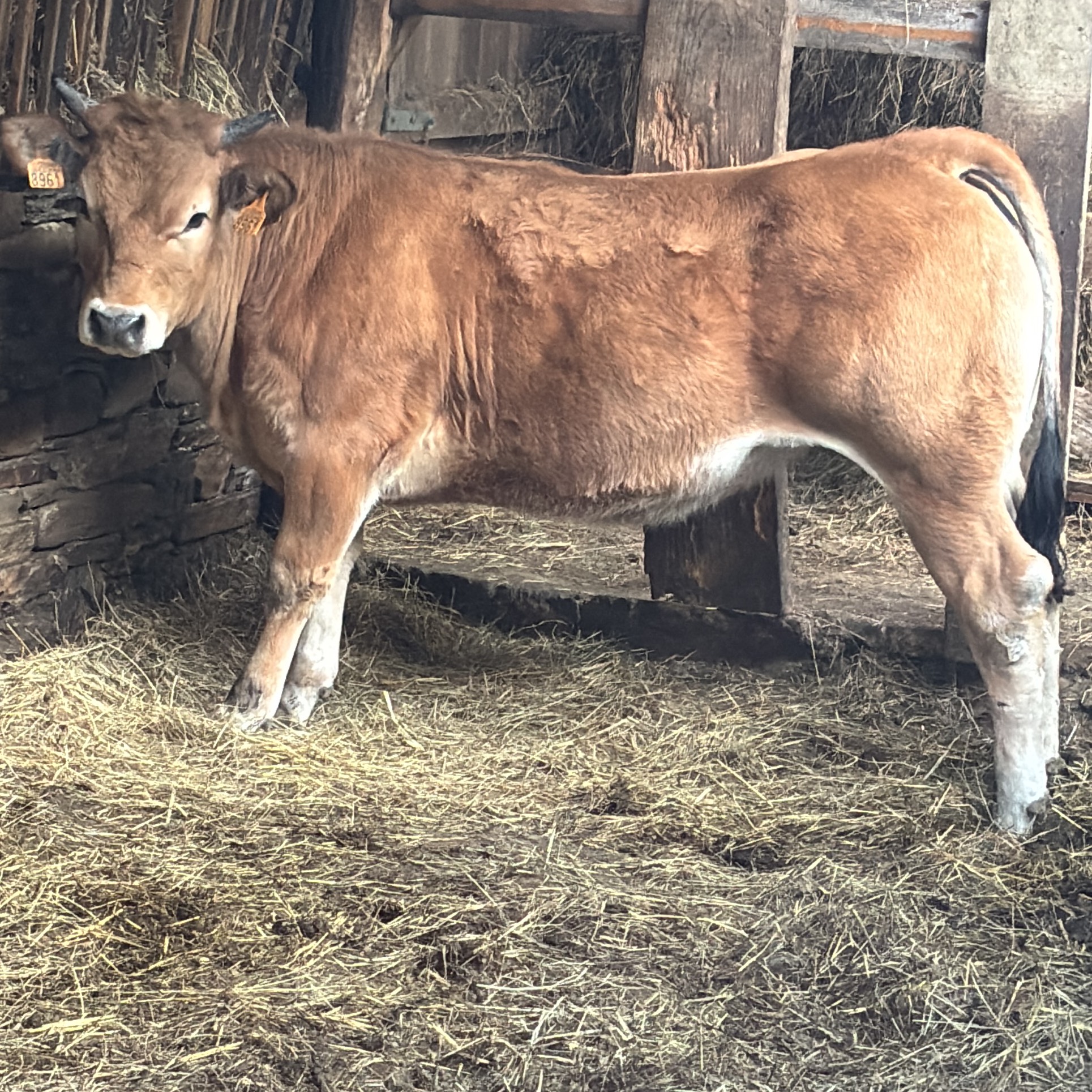 Xata asturiana de los valles   - imagen 1