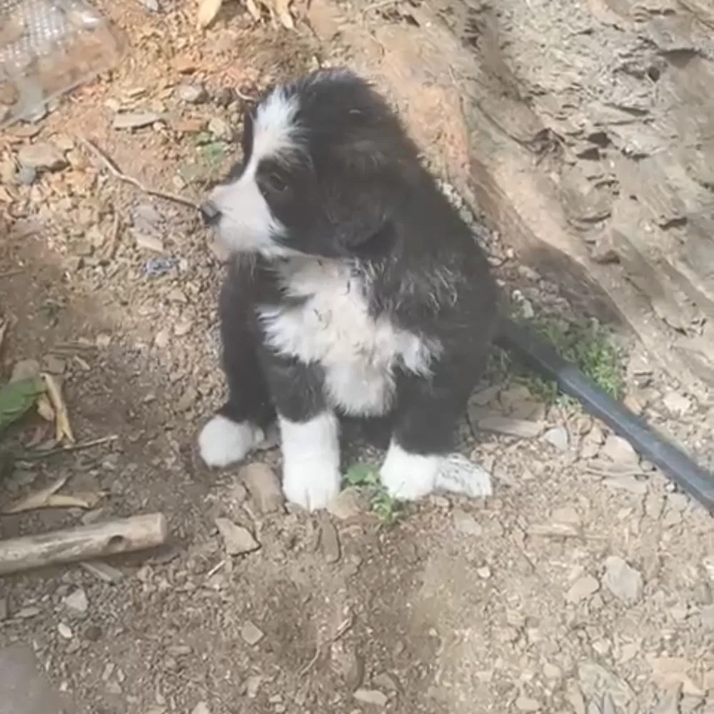 Cachorros border collie  - imagen 1