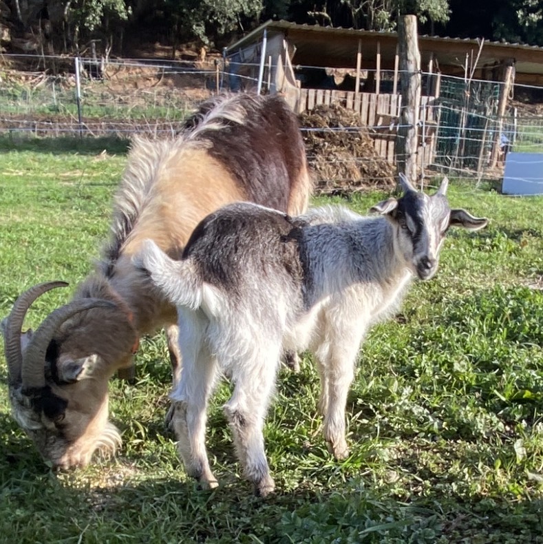 Cabrito mantrin puro  - imagen 1