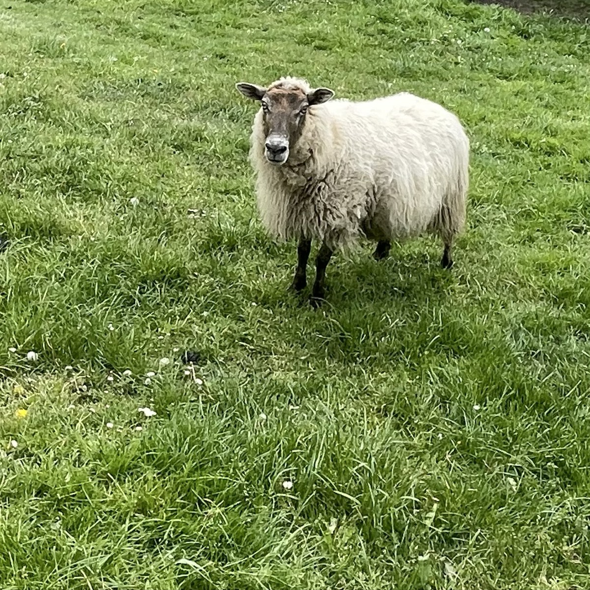 Oveja carranzana - imagen 1