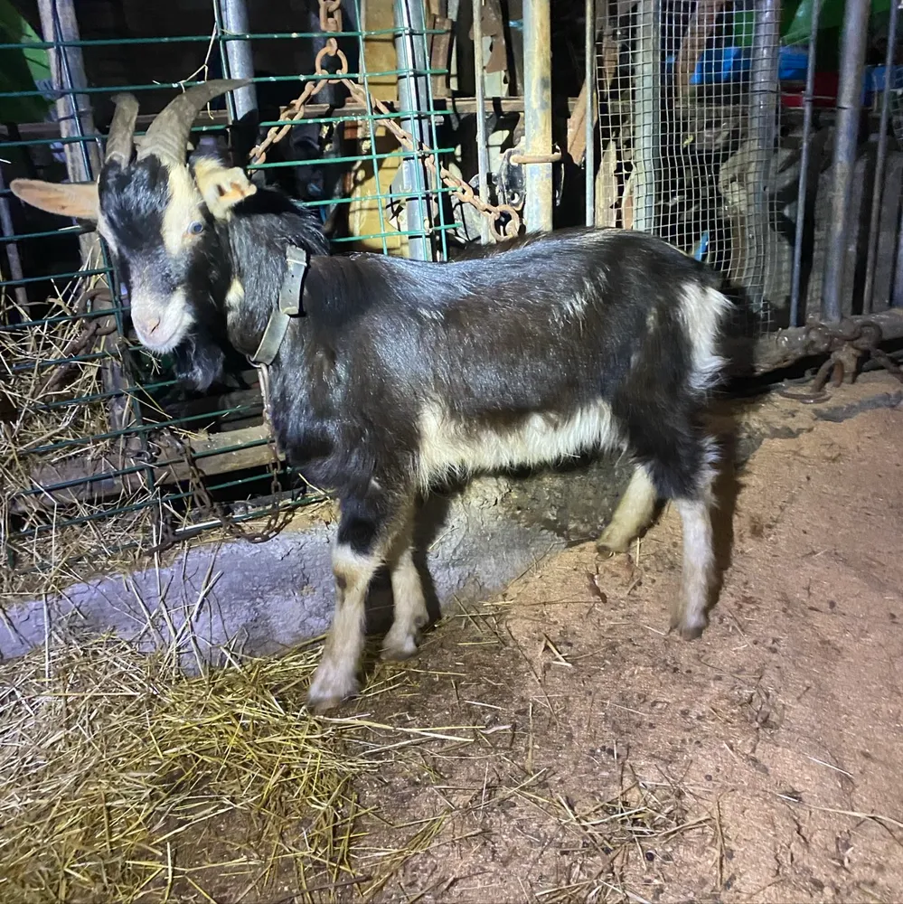 Chivo aspizuri  - imagen 1