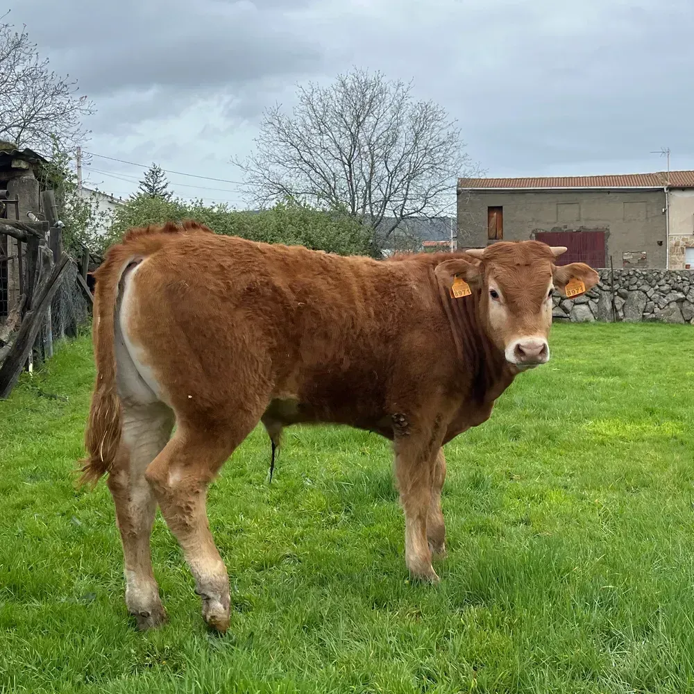 Venta de novillos Limusines con carta  - imagen 1