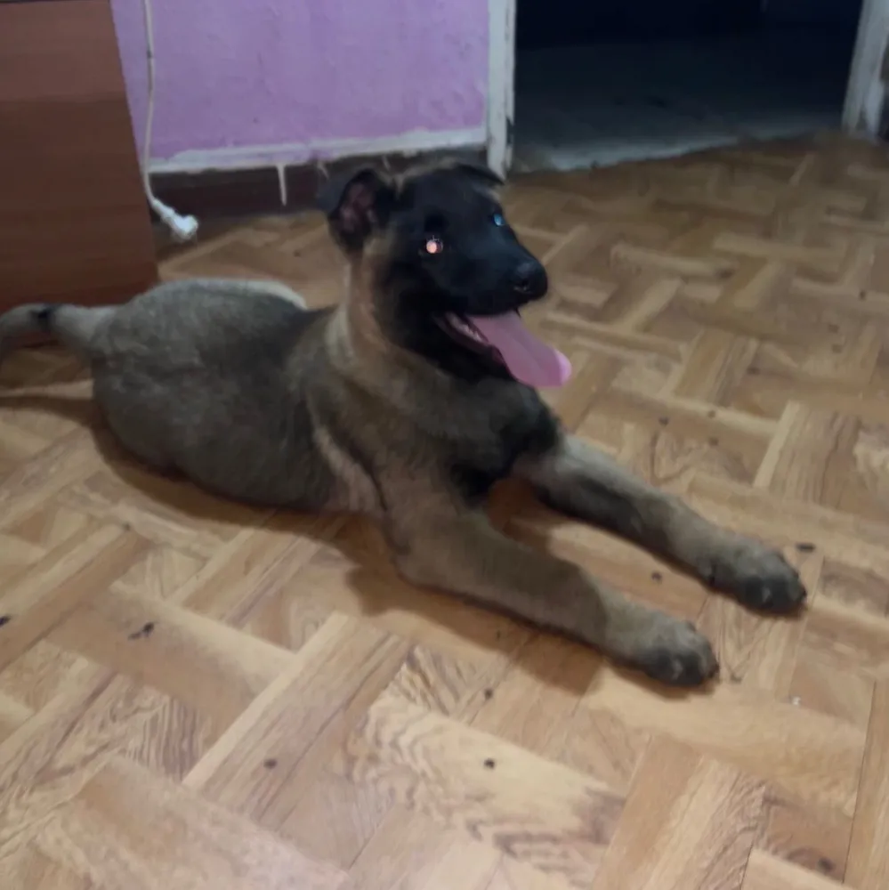 Pastor velga - imagen 1