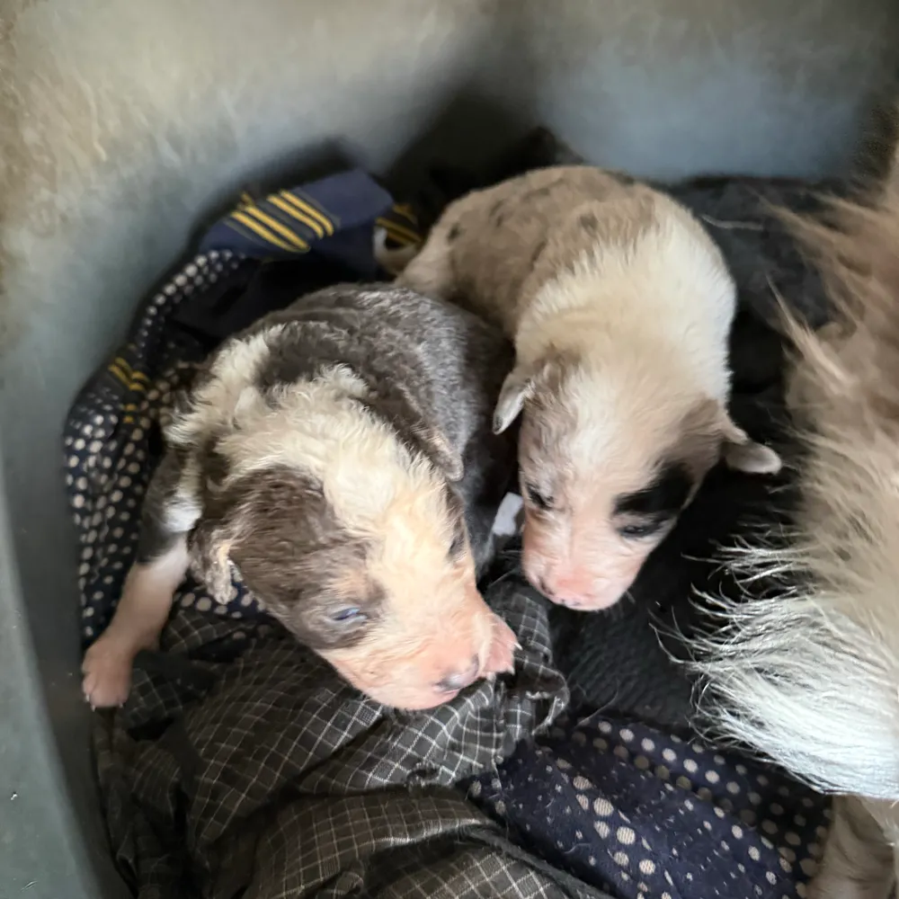 Border collie - imagen 1