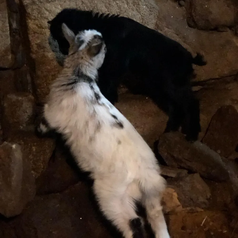 Macho cabrito enano - imagen 1