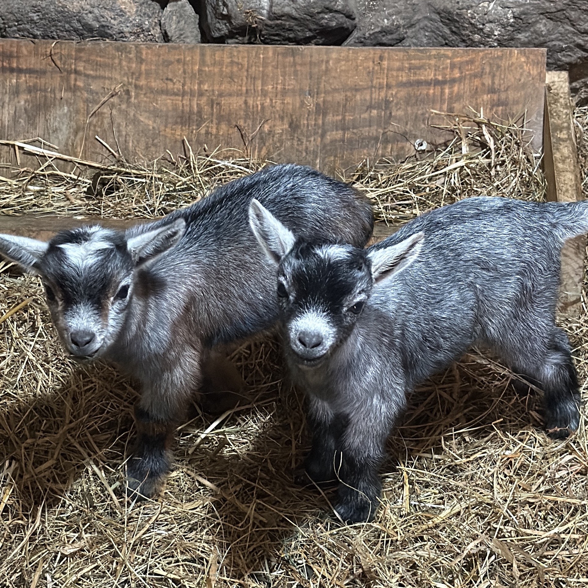 Cabra enana - imagen 1