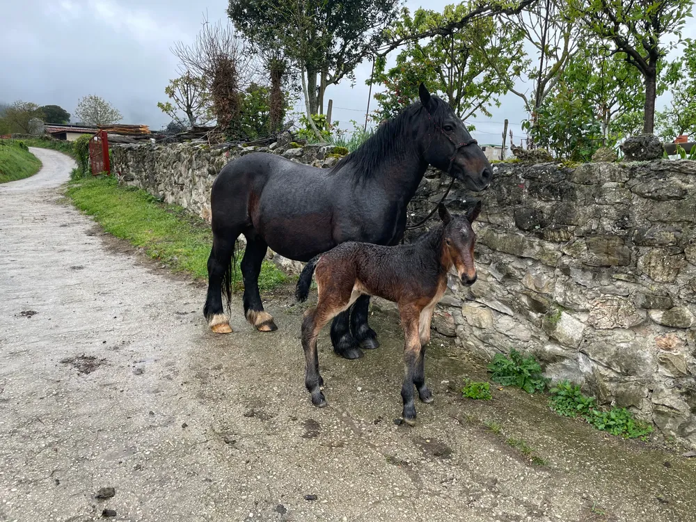 Yegua parida - imagen 1