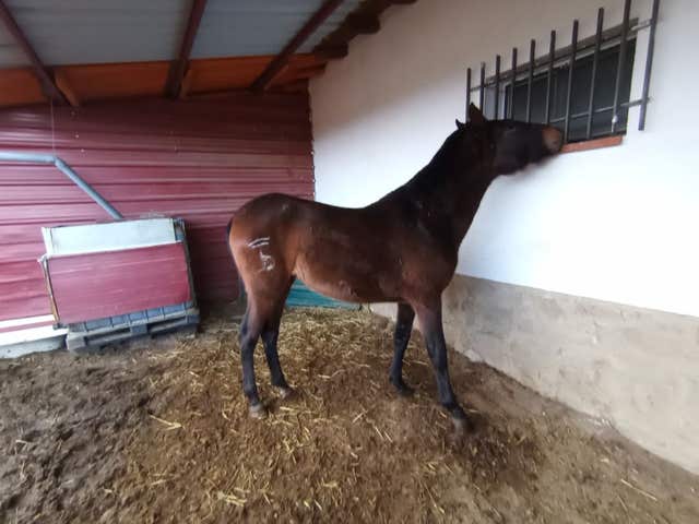 Yegua PRE con Carta ANCCE - 3 años - imagen 1