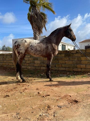 Semental Apaloso KWPN - Envío Semen Fresco - imagen 1