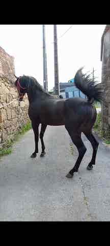 Semental Árabe Negro VOLCÁN - Genética de Élite - imagen 1