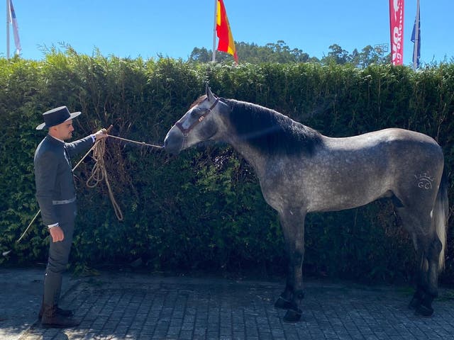 Semental PRE Hijo de VIOLETERO RAM II - imagen 1