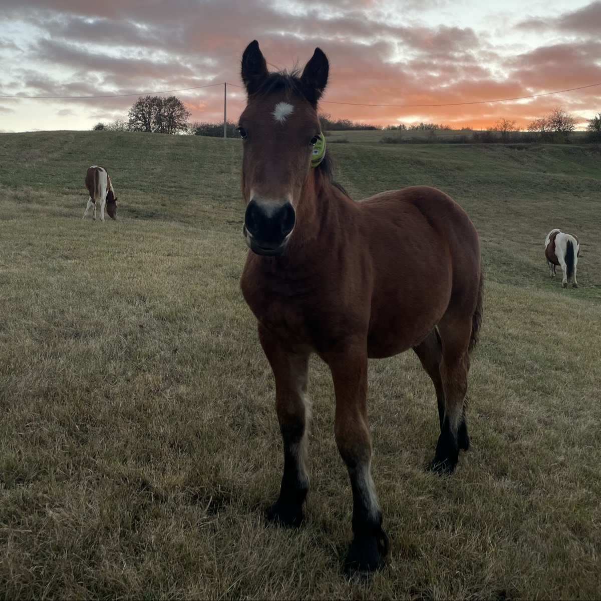 Potra hispanobretona - imagen 1