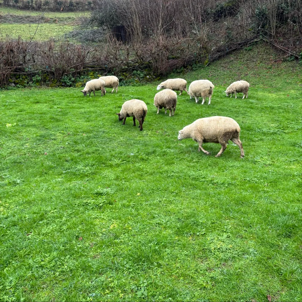 Se compran todo tipos de corderos y de corderas - imagen 1