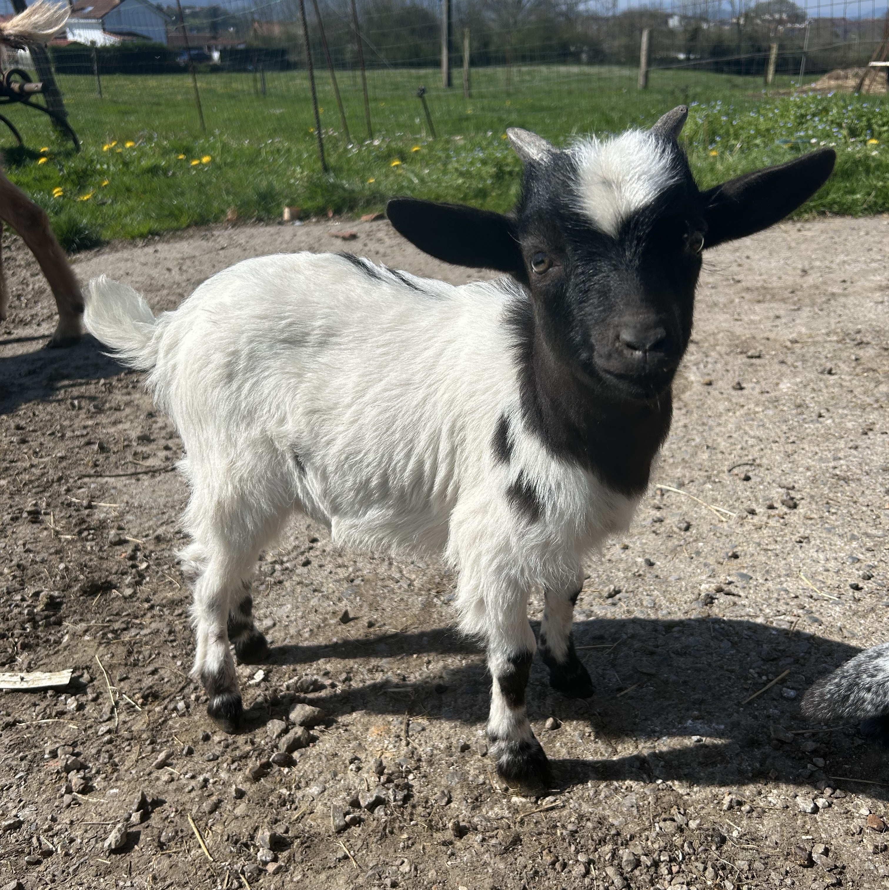 cabrito enano - imagen 1