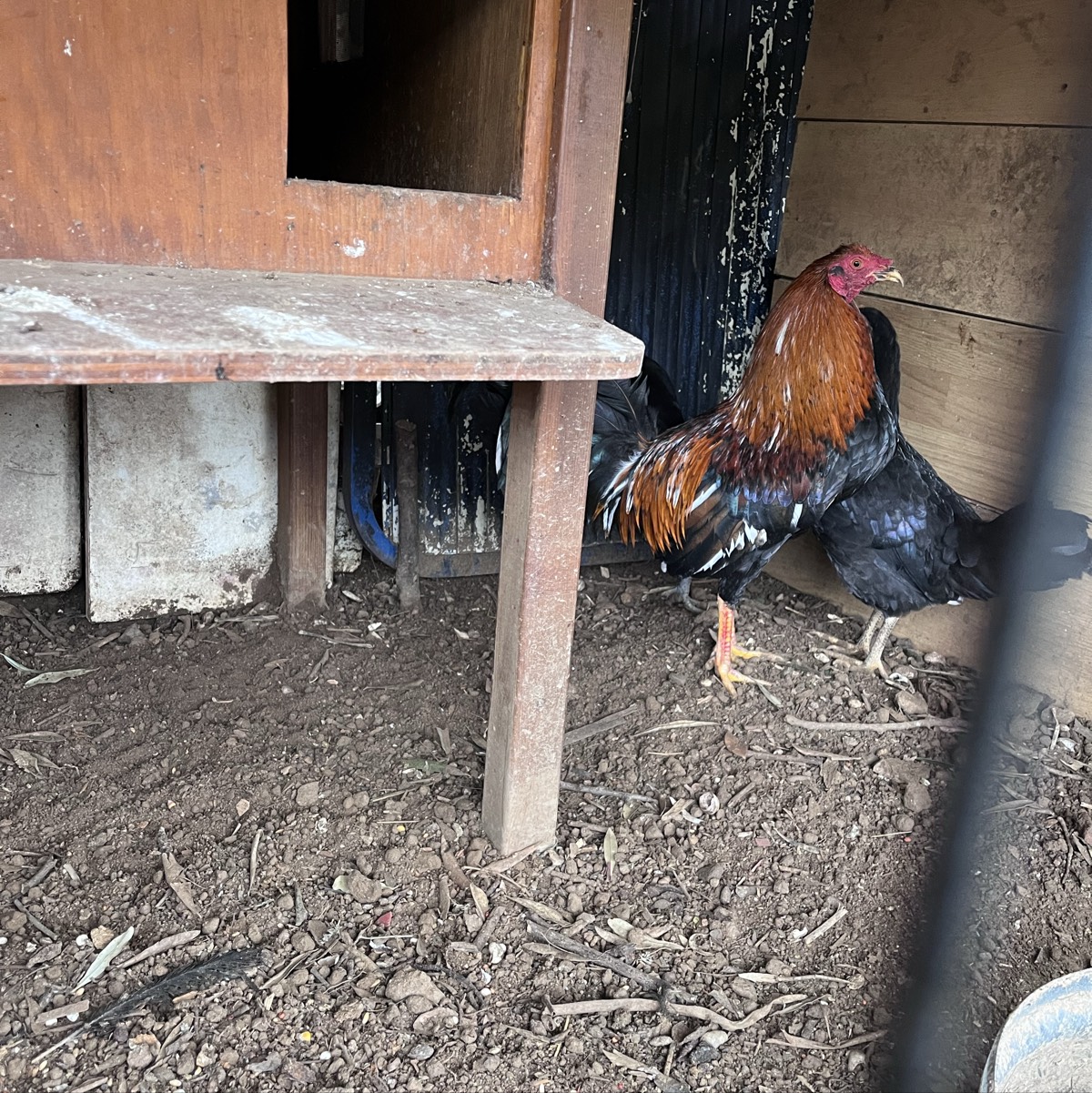 Gallos ingleses  i gallinas todo por el mismo precio  - imagen 1